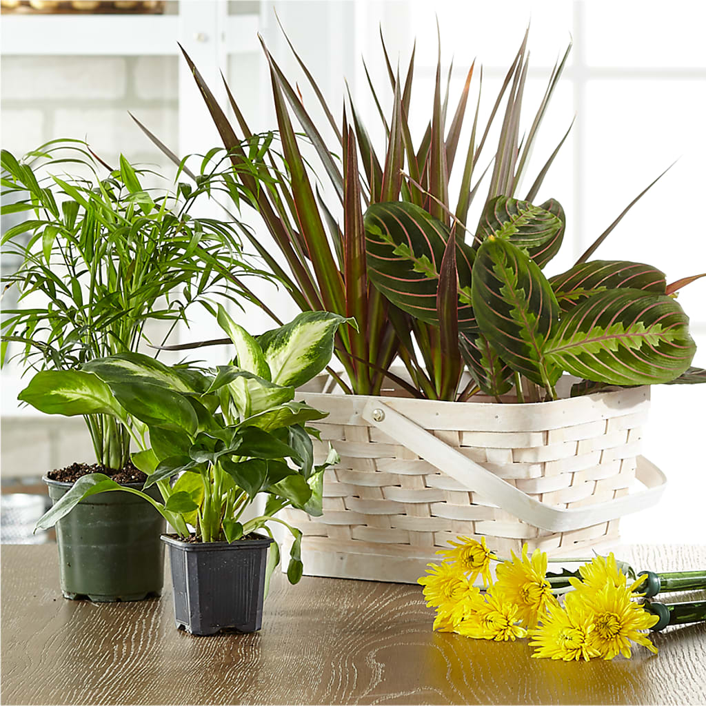 Florist Designed Blooming and Green Plants in a Basket – Wade Florists Llc, Saint Louis MO