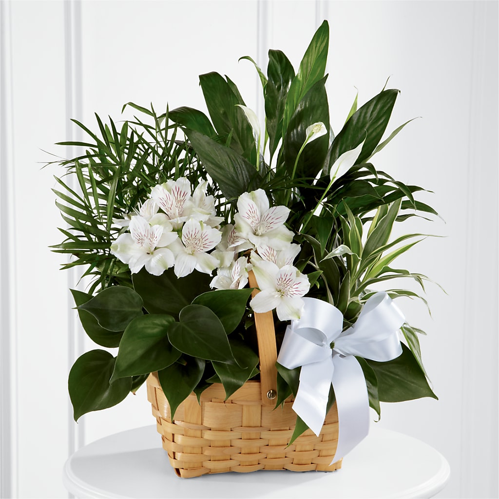 Peace & Serenity Dishgarden – Wade Florists Llc, Saint Louis MO