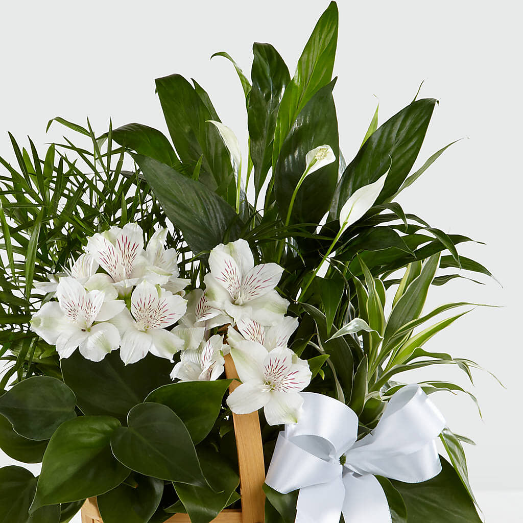 Peace & Serenity Dishgarden – Wade Florists Llc, Saint Louis MO