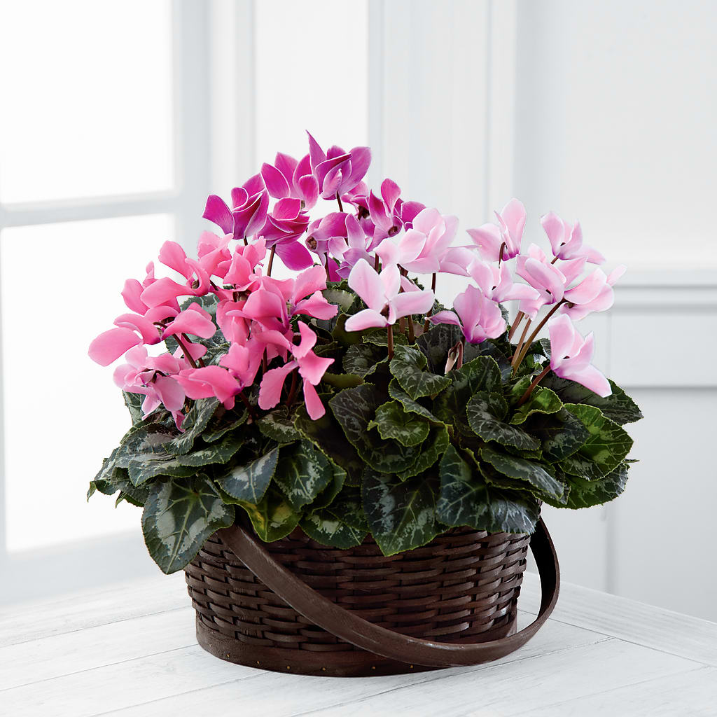 Mixed Cyclamen Planter – Wade Florists Llc, Saint Louis MO