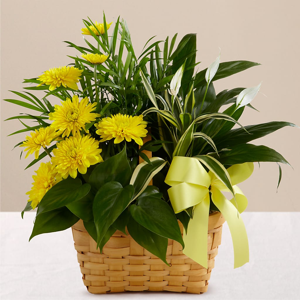 Loving Light Dishgarden – Wade Florists Llc, Saint Louis MO