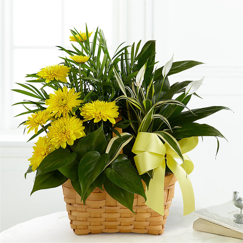 Loving Light Dishgarden – Wade Florists Llc, Saint Louis MO