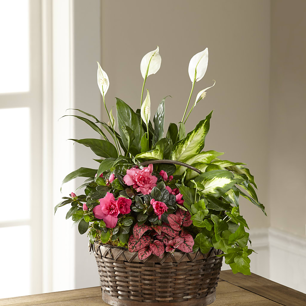 Dream in Pink Dishgarden – Wade Florists Llc, Saint Louis MO