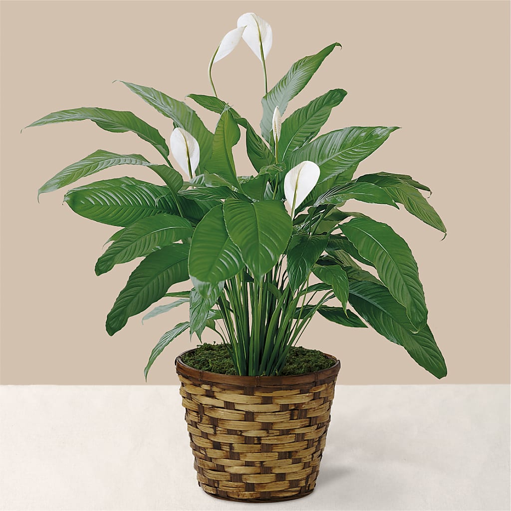 Tranquil Moments Peace Lily Plant – Wade Florists Llc, Saint Louis MO