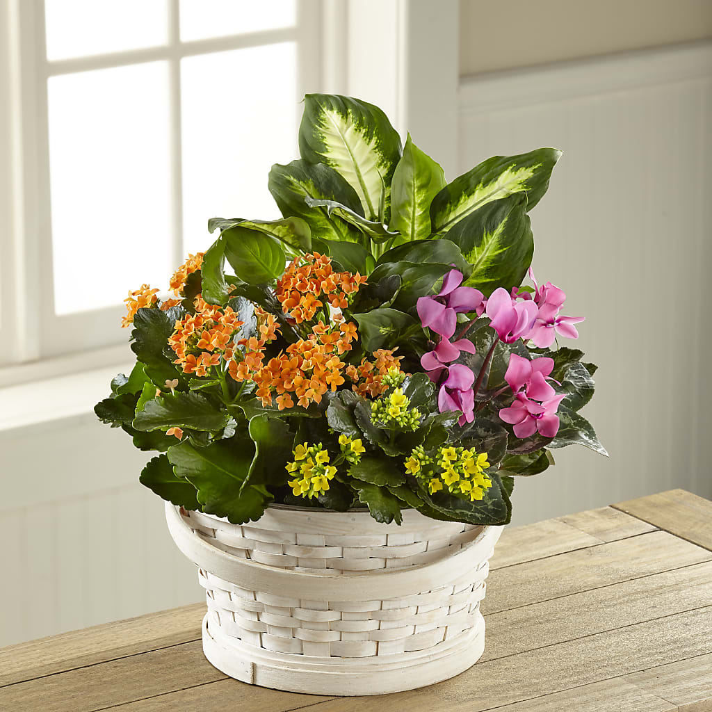 Color Crush Dishgarden – Wade Florists Llc, Saint Louis MO