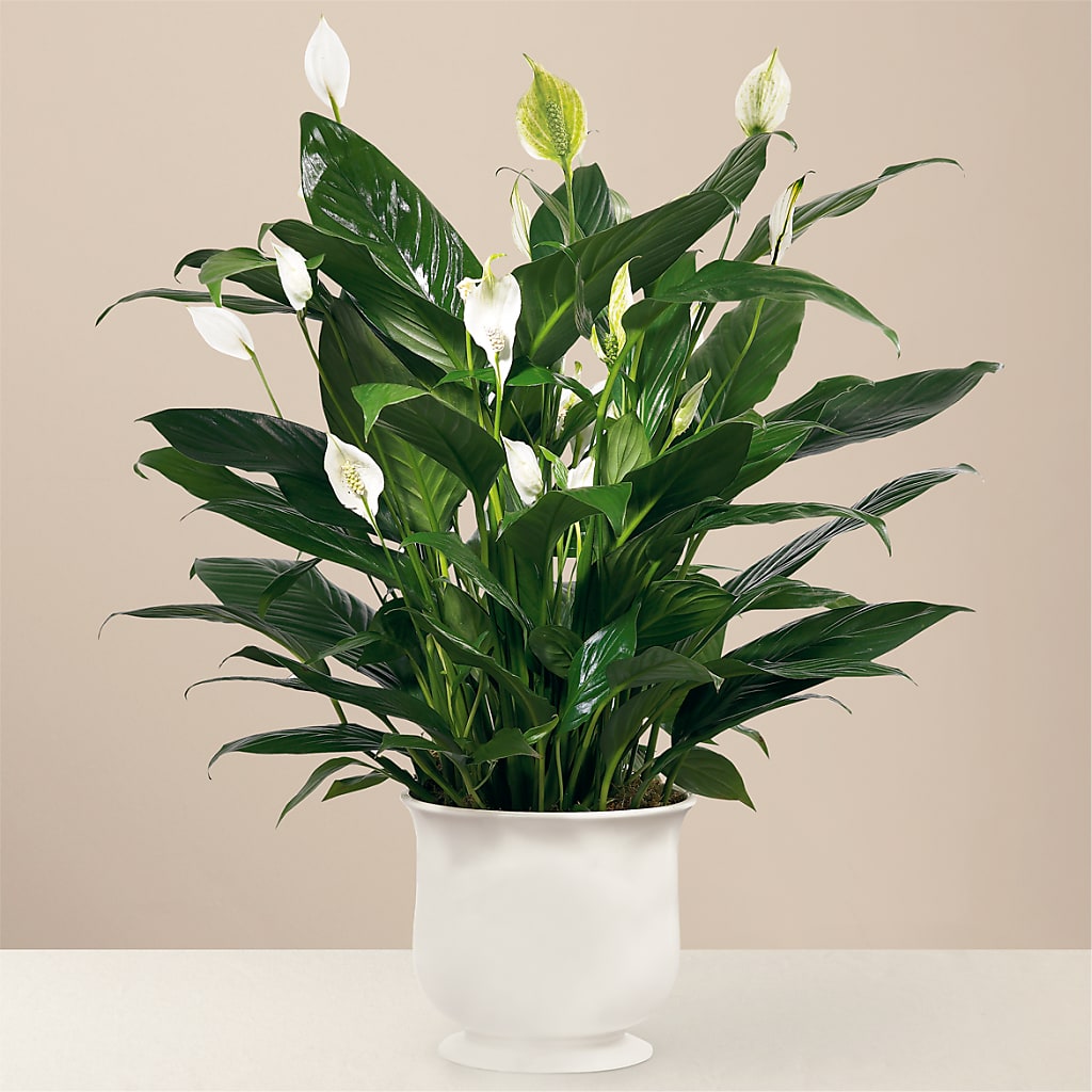 Comfort Planter – Wade Florists Llc, Saint Louis MO