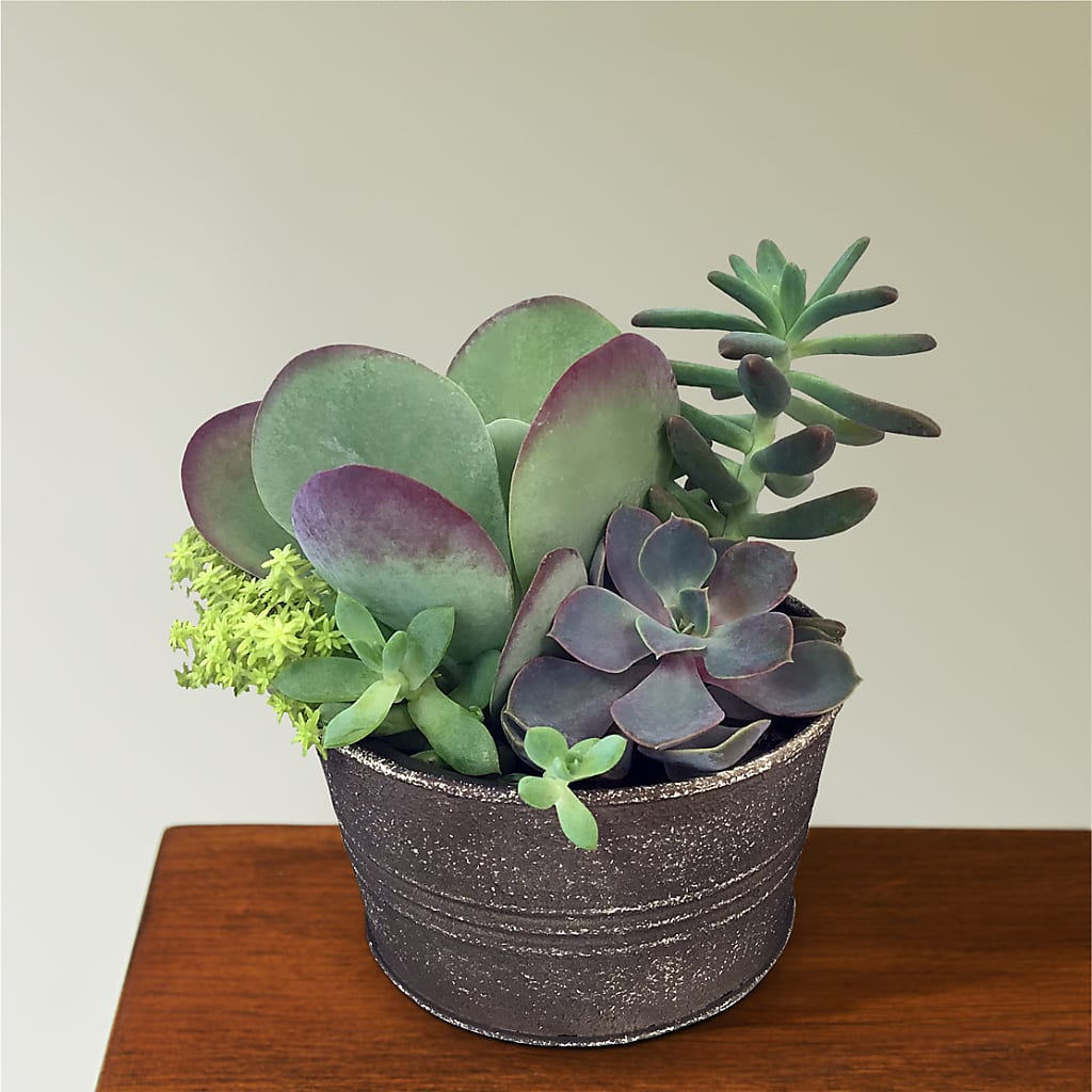 Lush Succulent Garden – Wade Florists Llc, Saint Louis MO
