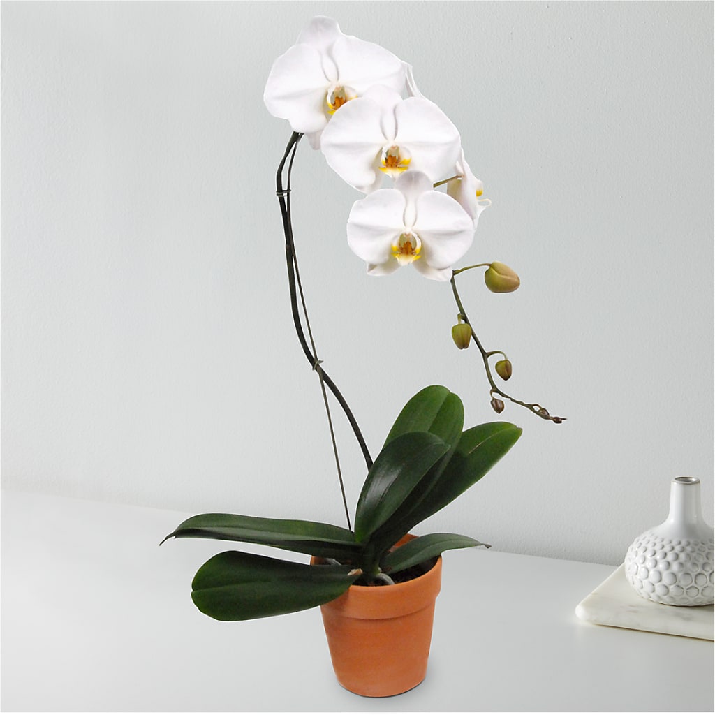 White Cascading Orchid – Wade Florists Llc, Saint Louis MO