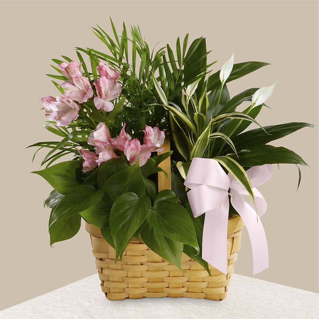 Living Spirit Dishgarden – Wade Florists Llc, Saint Louis MO