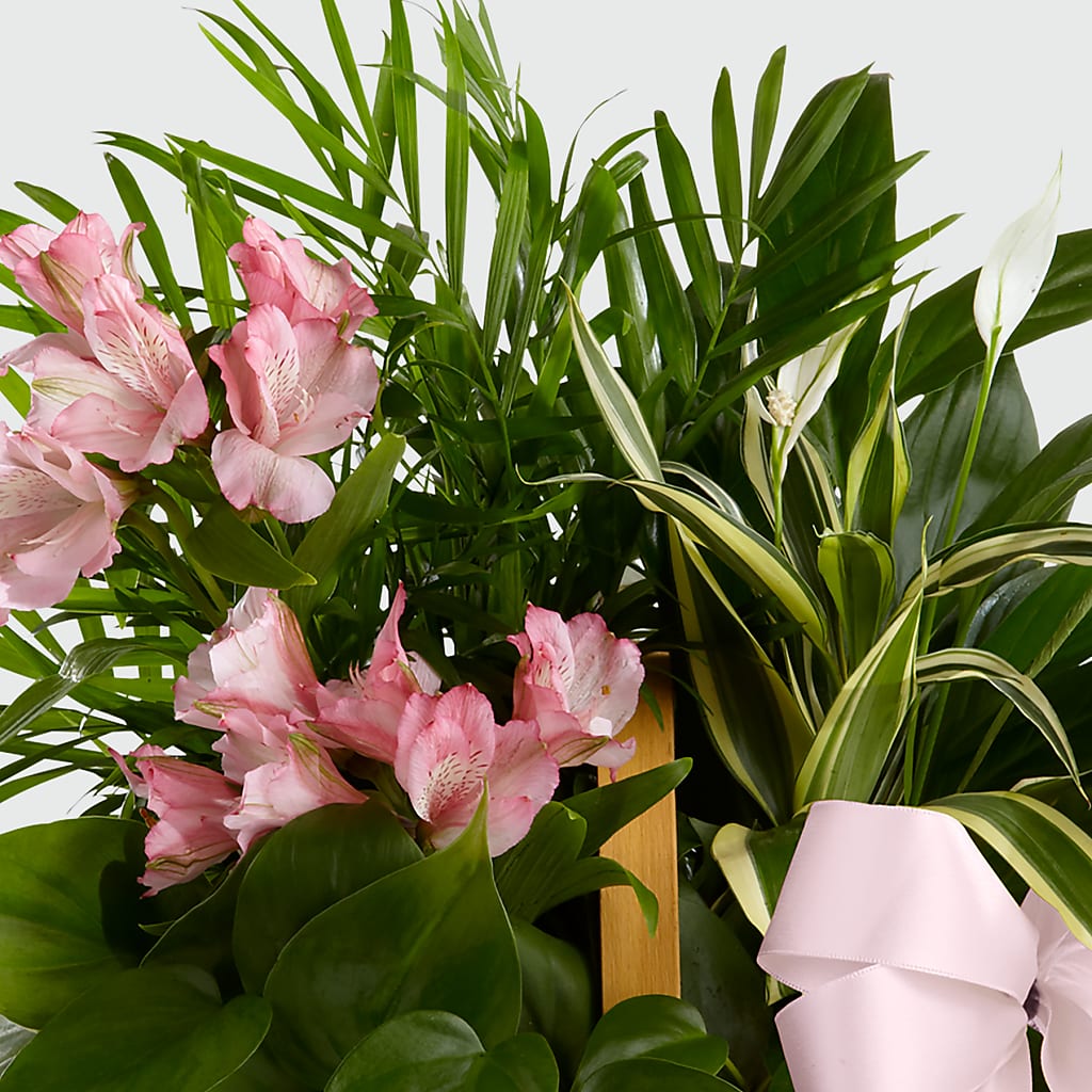 Living Spirit Dishgarden – Wade Florists Llc, Saint Louis MO