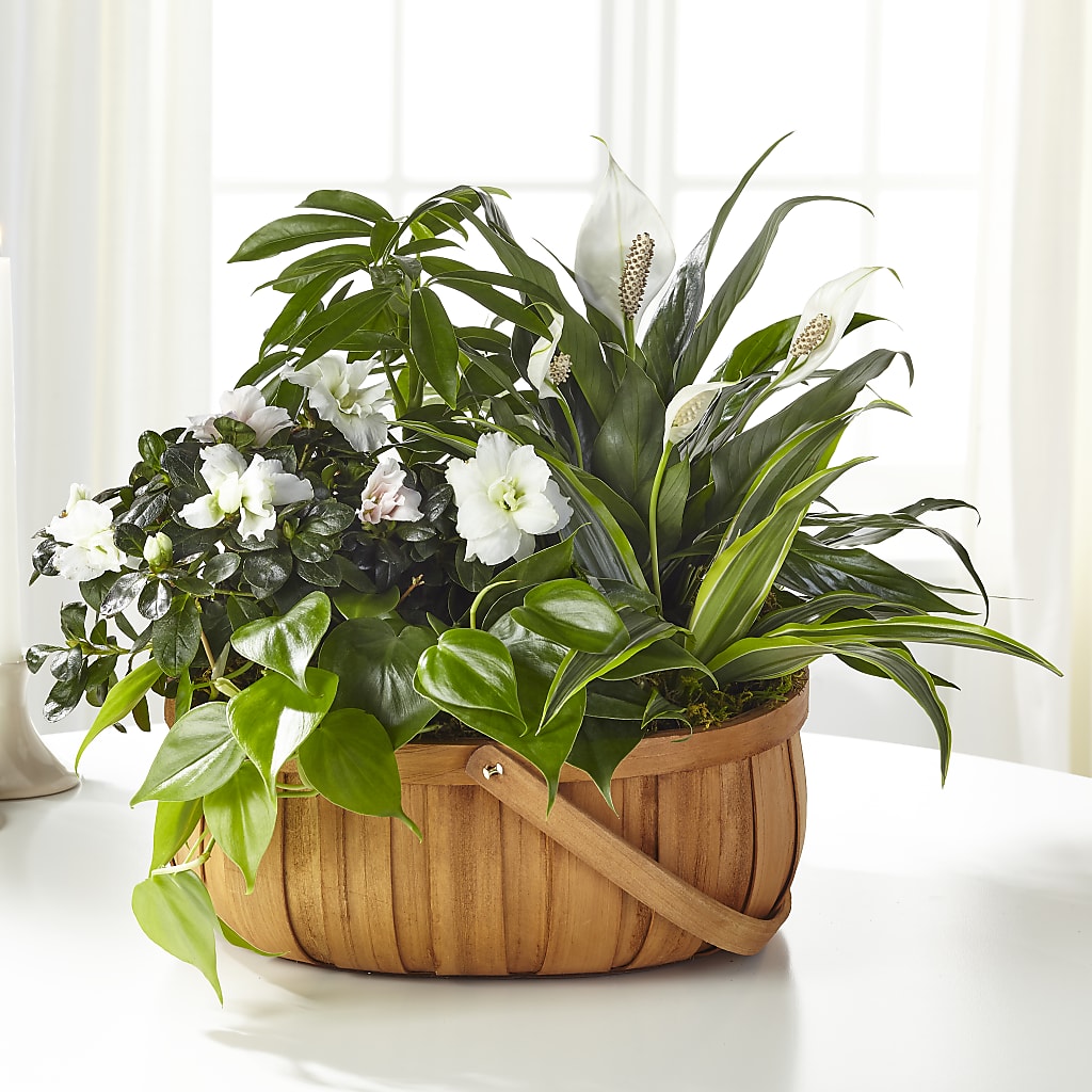 Serene Dishgarden – Wade Florists Llc, Saint Louis MO