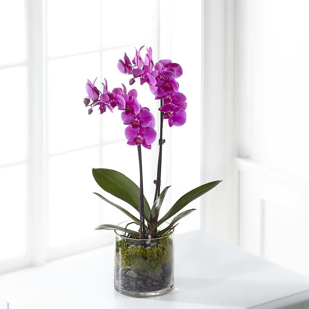 Pink Orchid Plant – Wade Florists Llc, Saint Louis MO