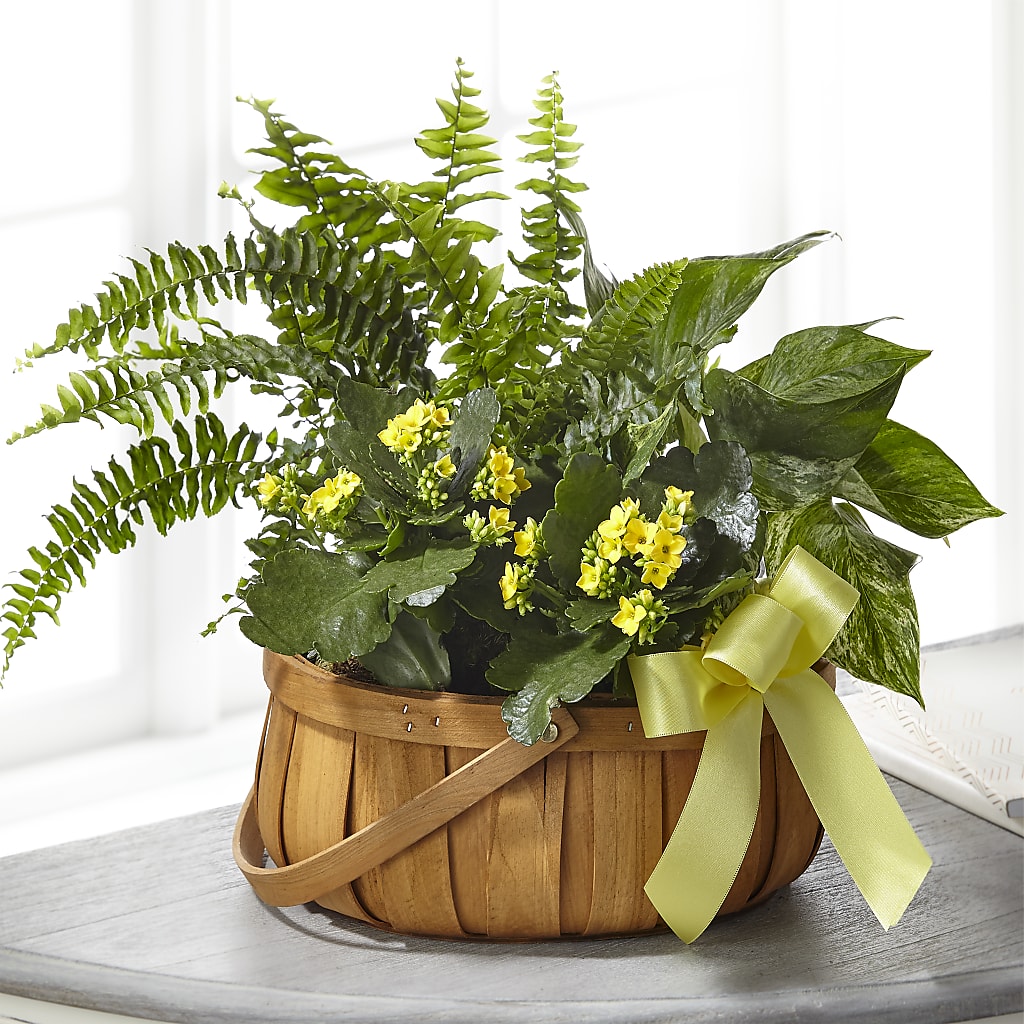 Always Dear Dishgarden – Wade Florists Llc, Saint Louis MO