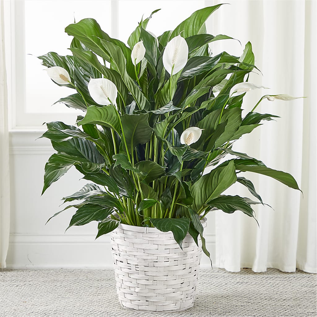 A New Leaf Peace Lily – Wade Florists Llc, Saint Louis MO