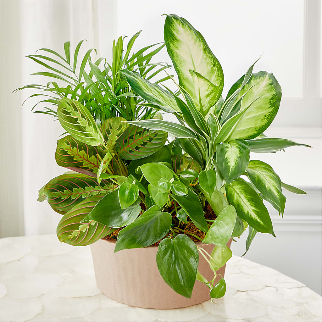 Balance & Harmony Dishgarden – Wade Florists Llc, Saint Louis MO