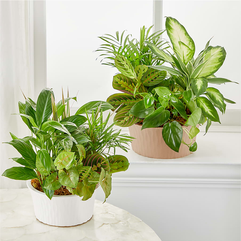 Balance & Harmony Dishgarden – Wade Florists Llc, Saint Louis MO