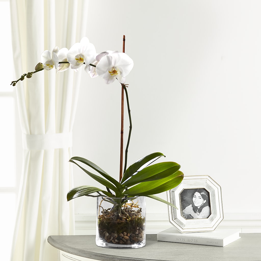 White Orchid Planter – Wade Florists Llc, Saint Louis MO