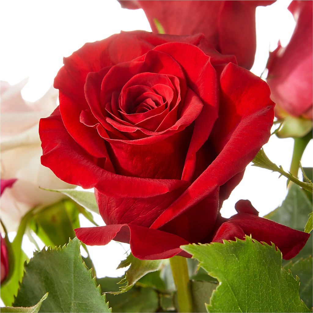 Love Notes Rose Bouquet – Wade Florists Llc, Saint Louis MO