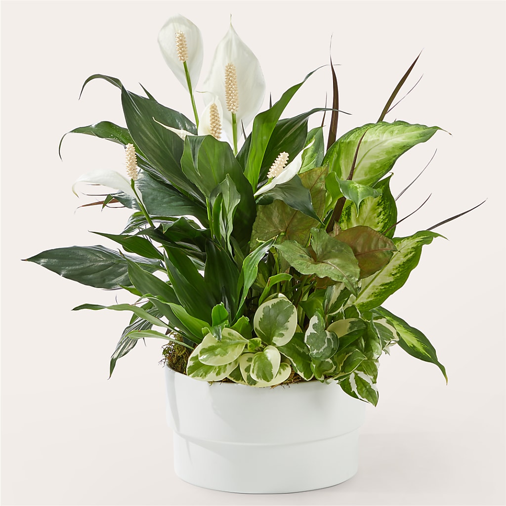 Radiating Positivity Dishgarden – Wade Florists Llc, Saint Louis MO