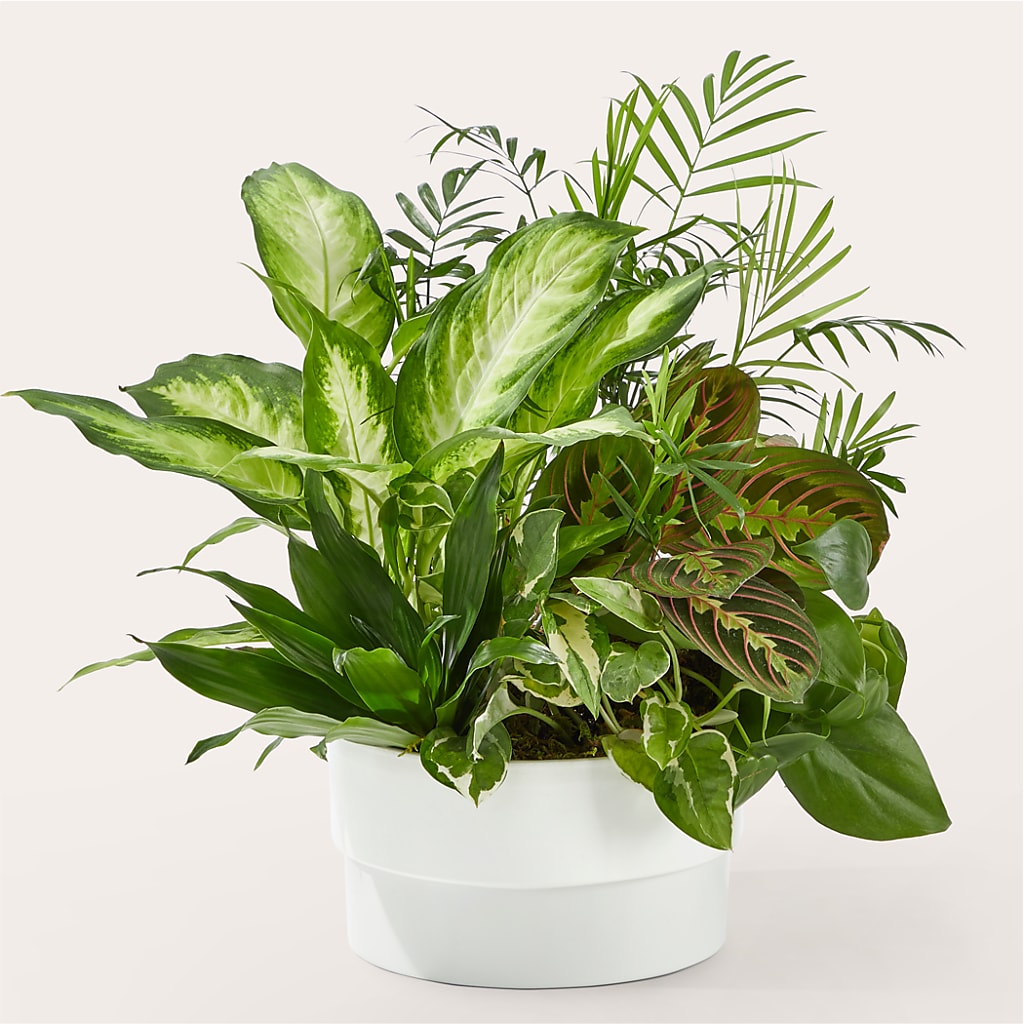 Radiating Positivity Dishgarden – Wade Florists Llc, Saint Louis MO