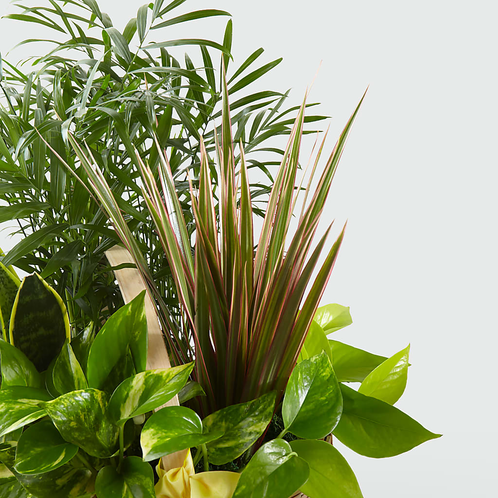 French Garden –  Wade Florists Llc, Saint Louis MO