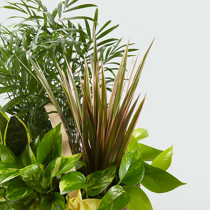 French Garden –  Wade Florists Llc, Saint Louis MO
