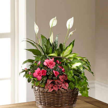 Dream in Pink Dishgarden –  Wade Florists Llc, Saint Louis MO