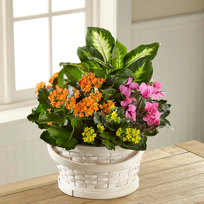 Color Crush Dishgarden –  Wade Florists Llc, Saint Louis MO