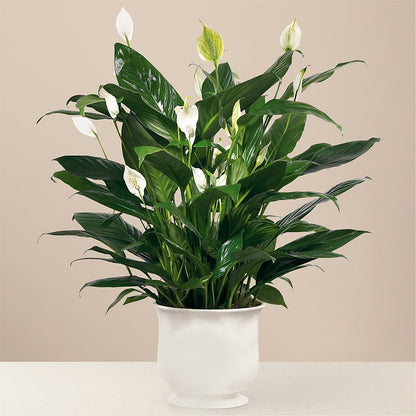 Comfort Planter –  Wade Florists Llc, Saint Louis MO
