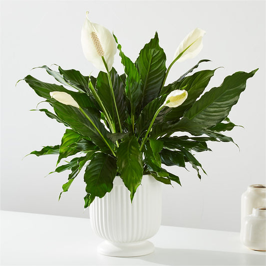Comfort Planter –  Wade Florists Llc, Saint Louis MO