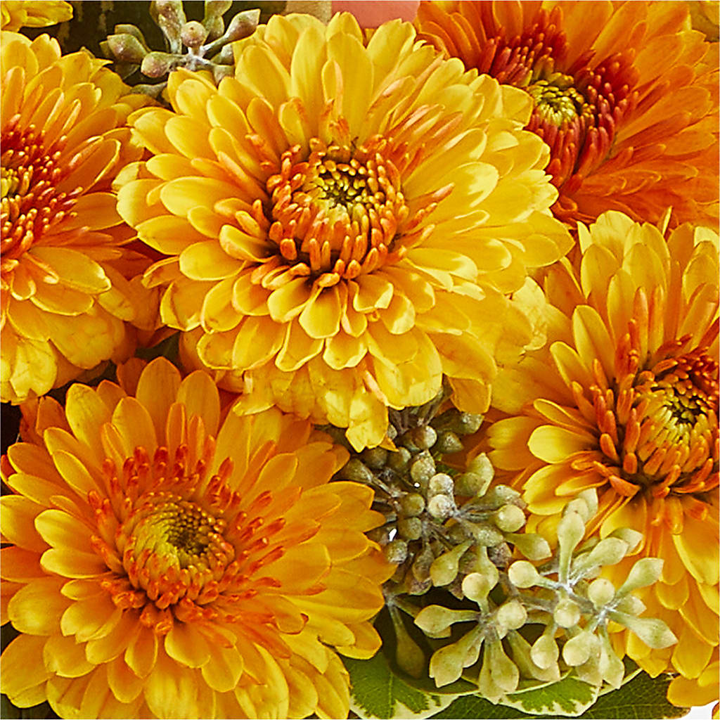 Peachy Pumpkin –  Wade Florists Llc, Saint Louis MO