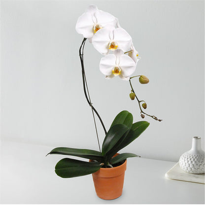 White Cascading Orchid –  Wade Florists Llc, Saint Louis MO
