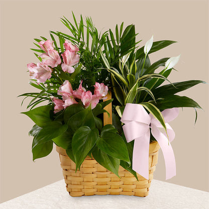 Living Spirit Dishgarden –  Wade Florists Llc, Saint Louis MO