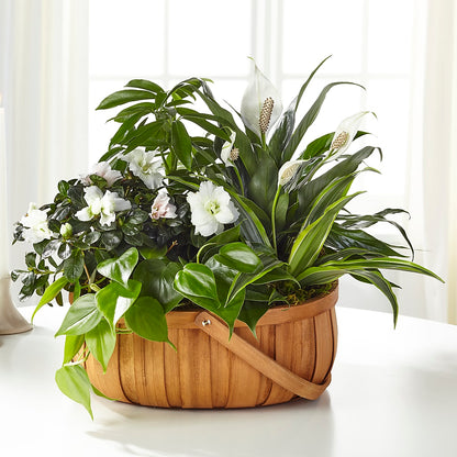 Serene Dishgarden –  Wade Florists Llc, Saint Louis MO