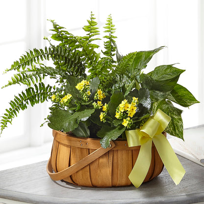 Always Dear Dishgarden –  Wade Florists Llc, Saint Louis MO