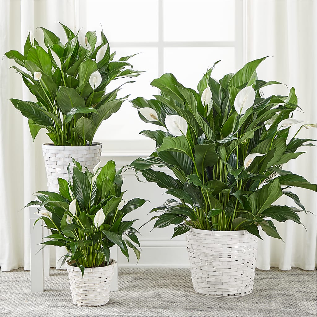A New Leaf Peace Lily –  Wade Florists Llc, Saint Louis MO