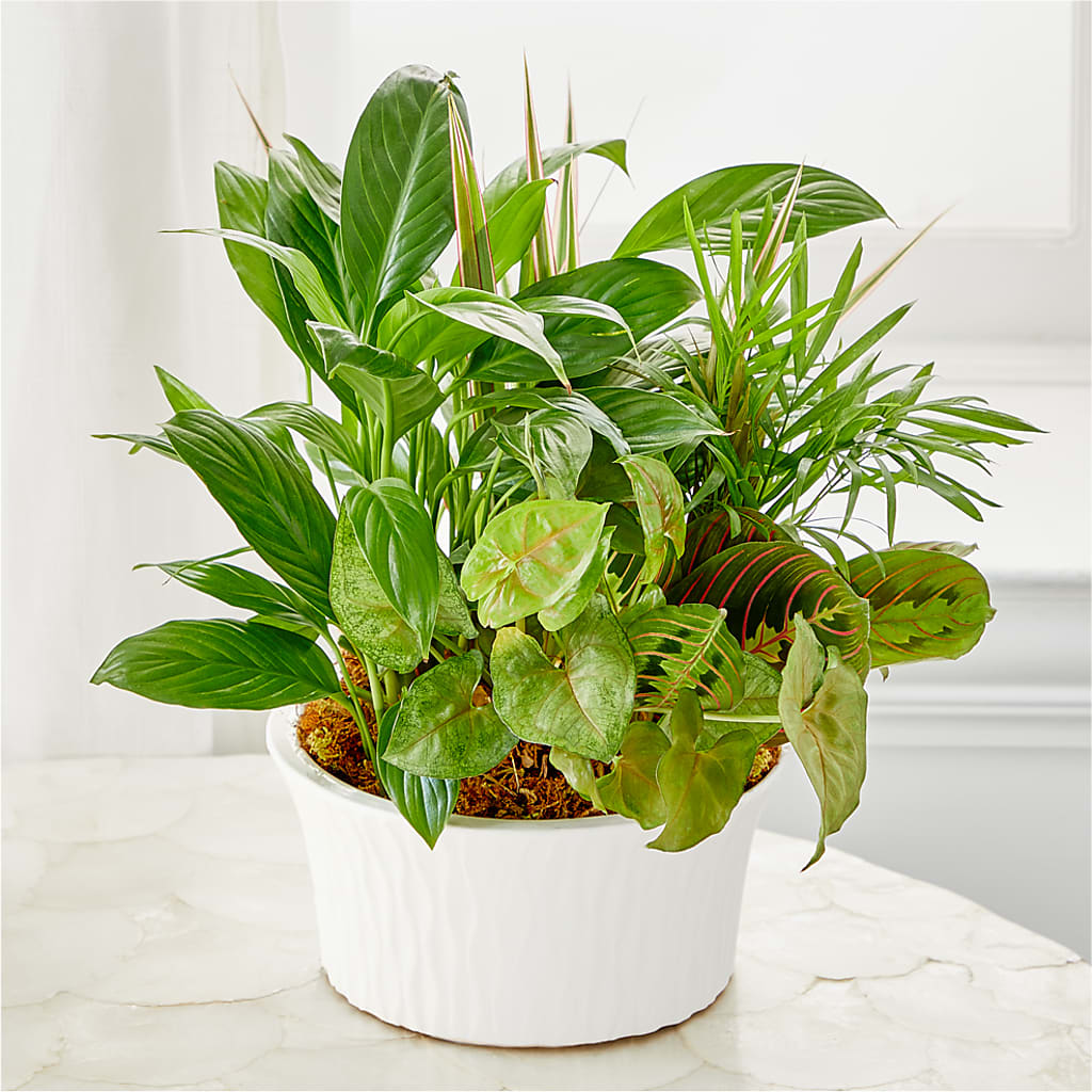 Balance & Harmony Dishgarden –  Wade Florists Llc, Saint Louis MO