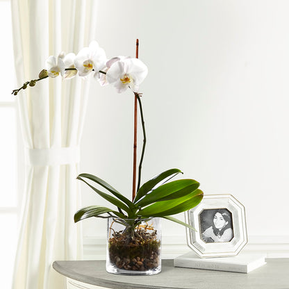 White Orchid Planter –  Wade Florists Llc, Saint Louis MO